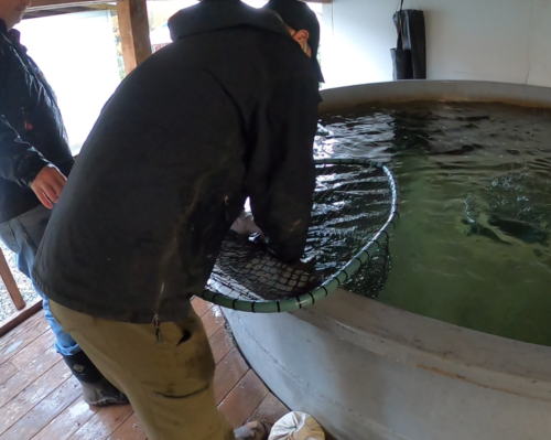 A fish is taken from the tank